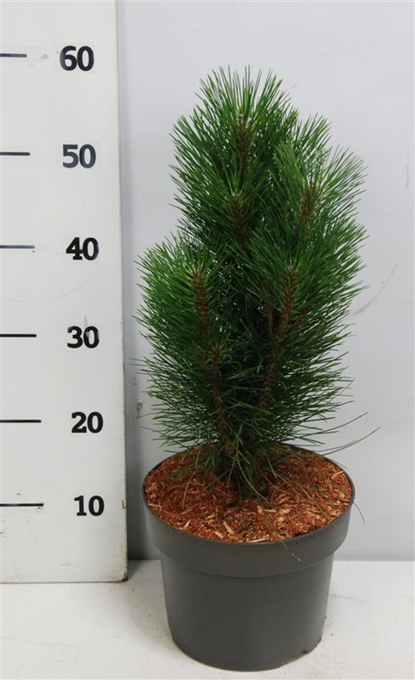 Pinus nigra 'Green Tower' - C5 30-40 CM